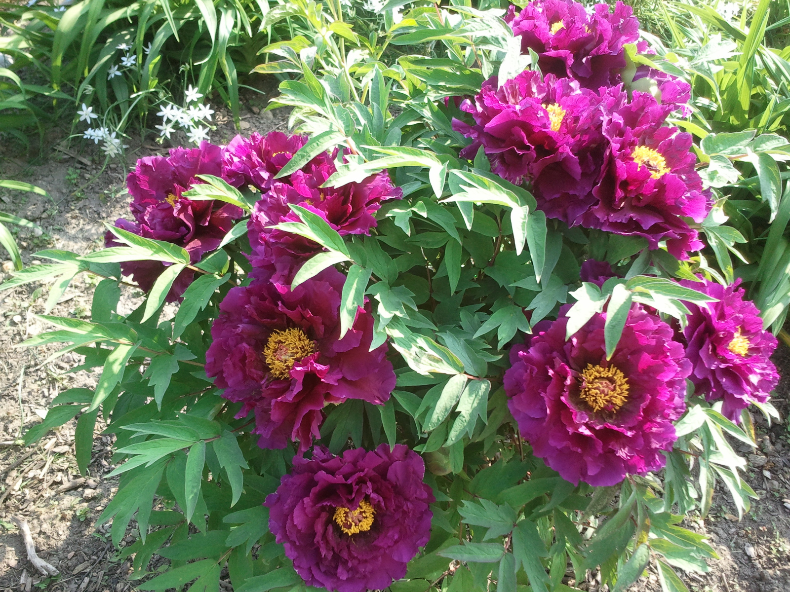 TREE PEONY IN FULL BLOOM